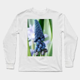 Bellevalia paradoxa  Grape hyacinth  syn.  Muscari paradoxum Long Sleeve T-Shirt